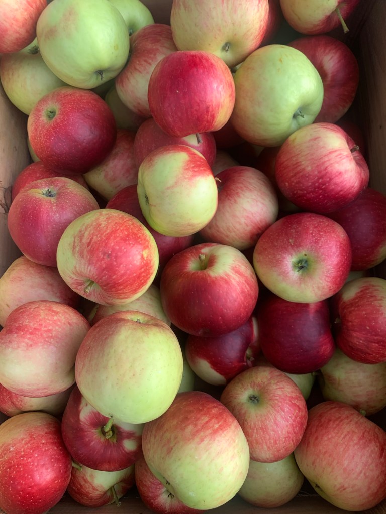 Yates Family Orchard photo