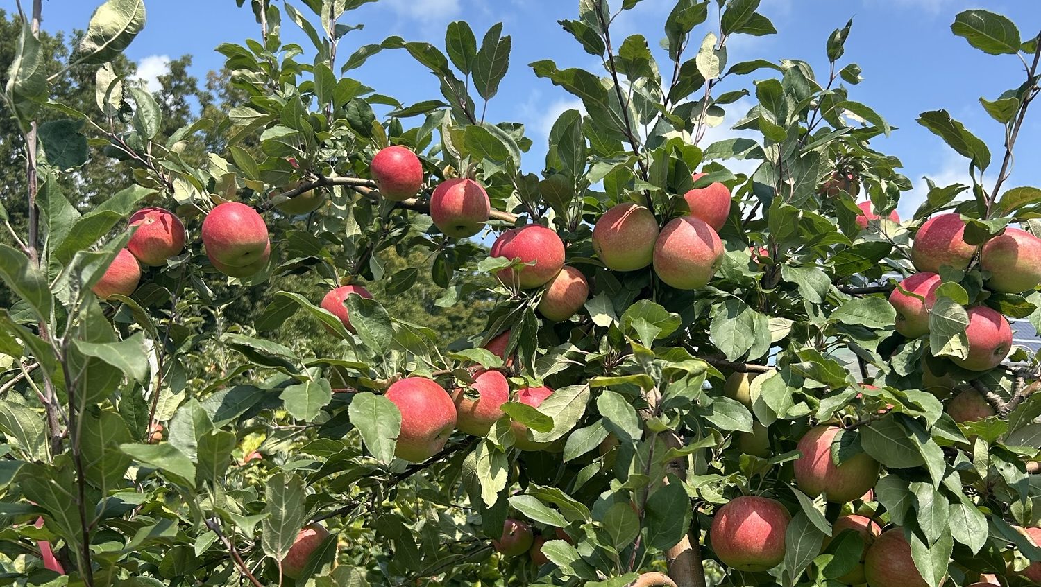 Red apples growing on trees with blue sky background